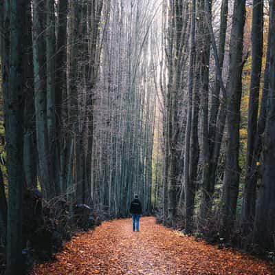 Tree alley next to Kasbachtalbahn, Germany