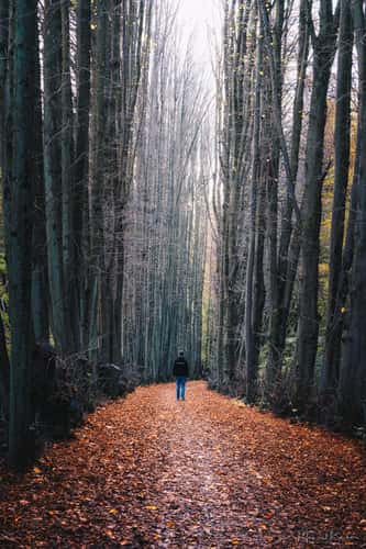 Tree alley next to Kasbachtalbahn