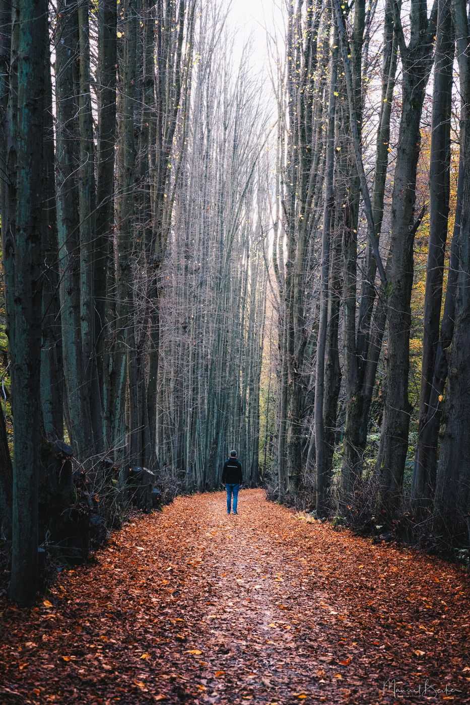 Tree alley next to Kasbachtalbahn, Germany