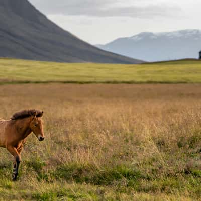 Valley outside of Akureryi, Iceland