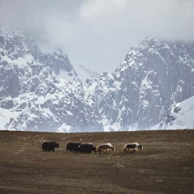 Yaks in Kakschaaltoo mountain range, Rajon At-Baschy, Kyrgyz Republic