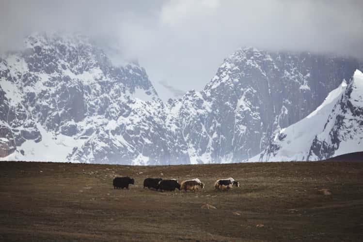 Yaks in Kakschaaltoo mountain range, Rajon At-Baschy