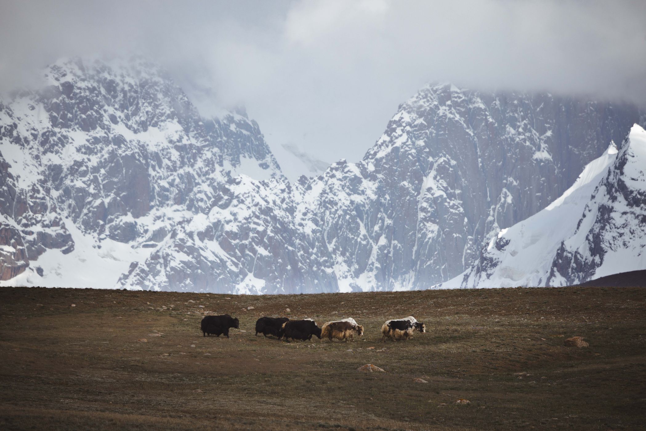 Yaks in Kakschaaltoo mountain range, Rajon At-Baschy, Kyrgyz Republic