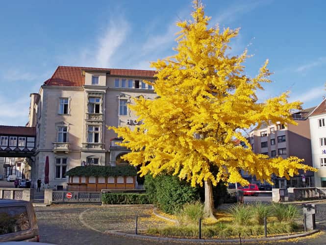 Yellow Tree