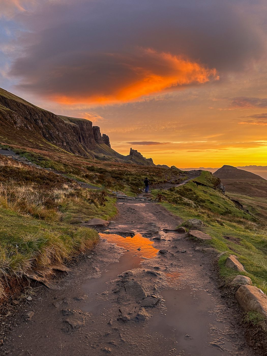 A solitary bush overlooking the Quiraing Road, United Kingdom