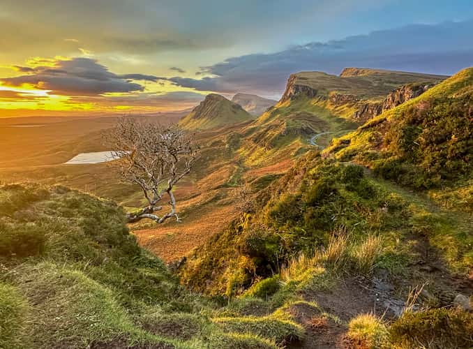 A solitary bush overlooking the Quiraing Road