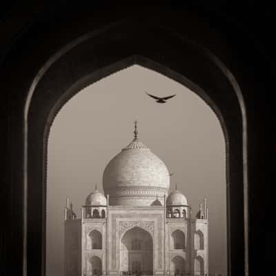 A dove at the taj mahal, India