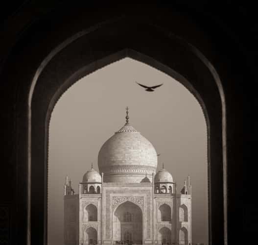 A dove at the taj mahal