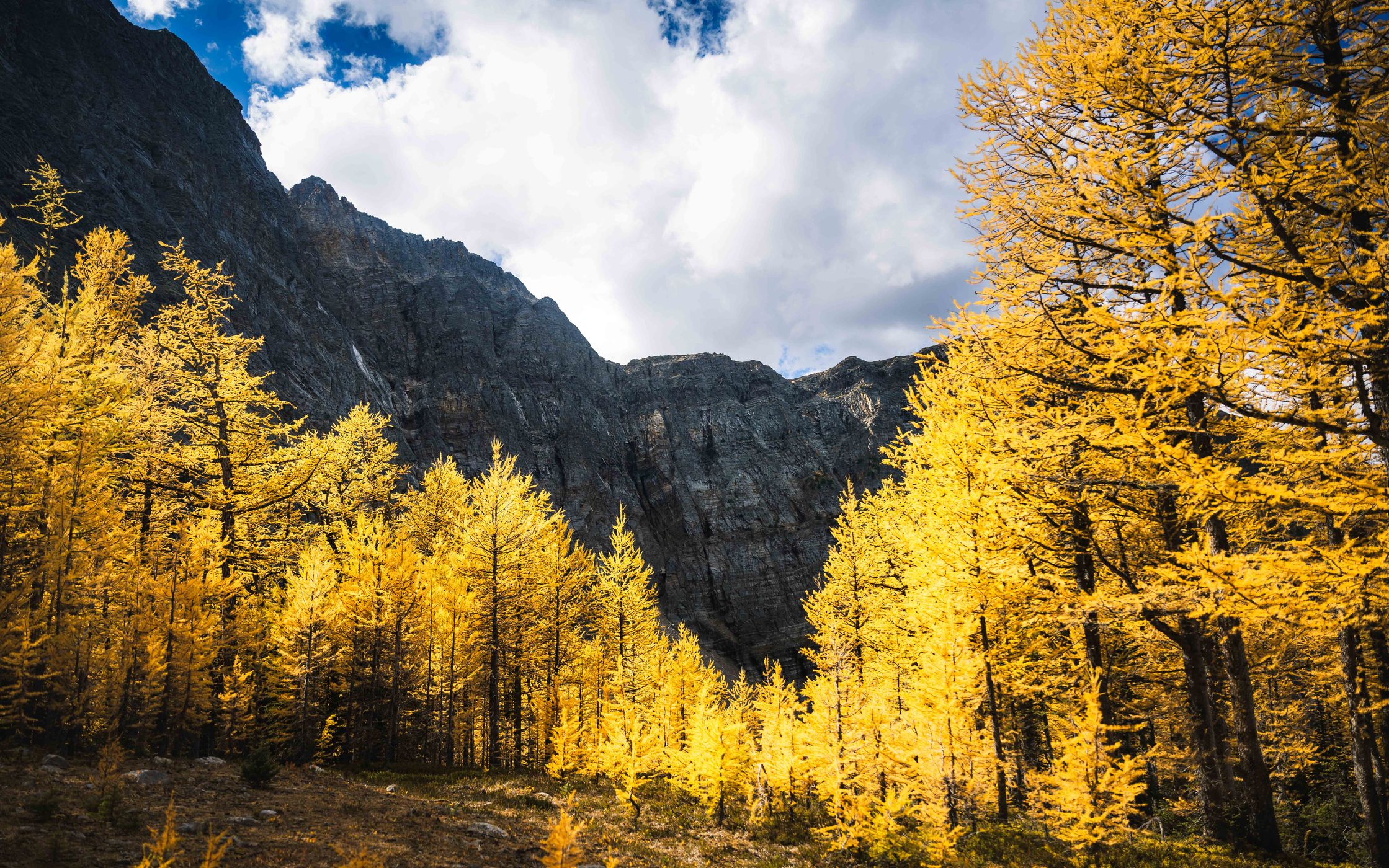 Arnica Lake Larch Plateau, Canada