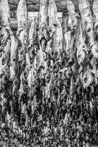 Ballstad Drying Fish