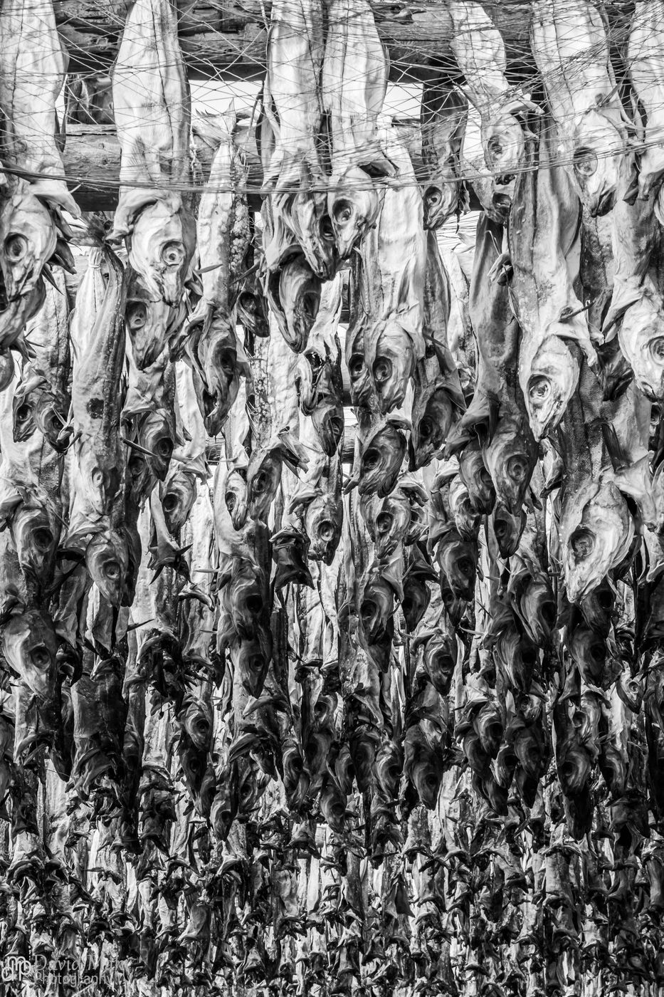 Ballstad Drying Fish, Norway