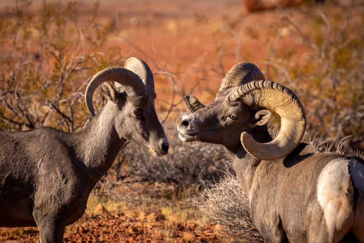 Big Horn Sheep, Valley of Fire State Park, Nevada