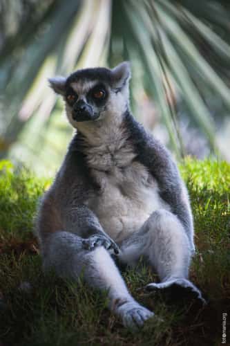 Bioparc Valencia