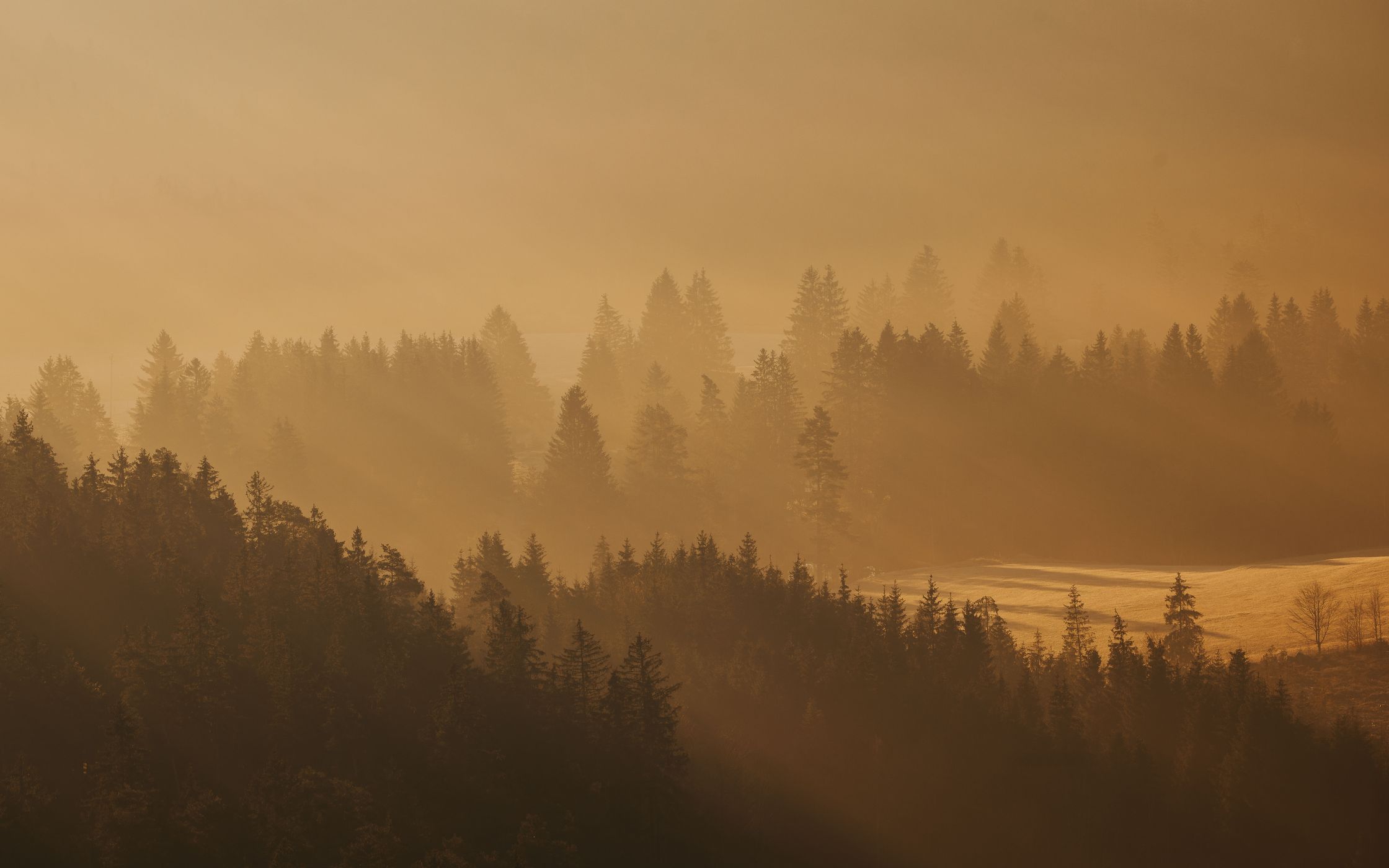 Black Forest view from Baumannhütte, Schwarzwald, Germany