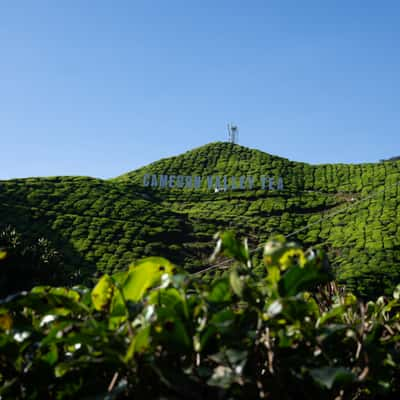 Cameron Valley Tea Farm, Cameron Highlands, Malaysia