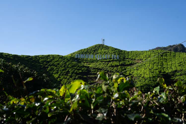 Cameron Valley Tea Farm, Cameron Highlands
