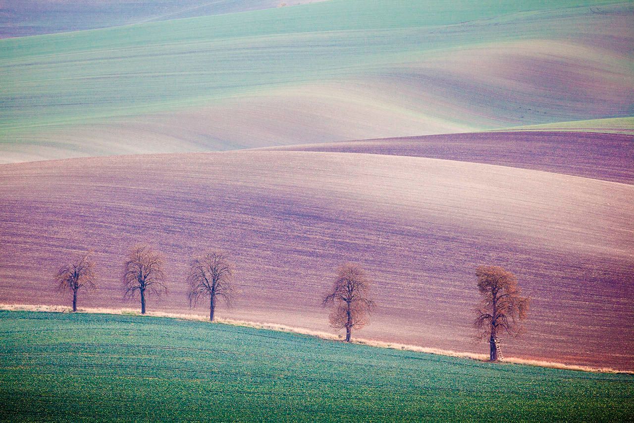 Chestnuts Avenue, Moravia, Czech Republic