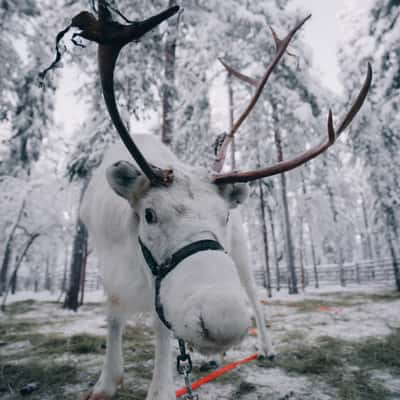 Deers in Levi, Finland