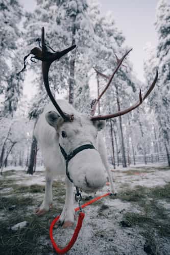 Deers in Levi