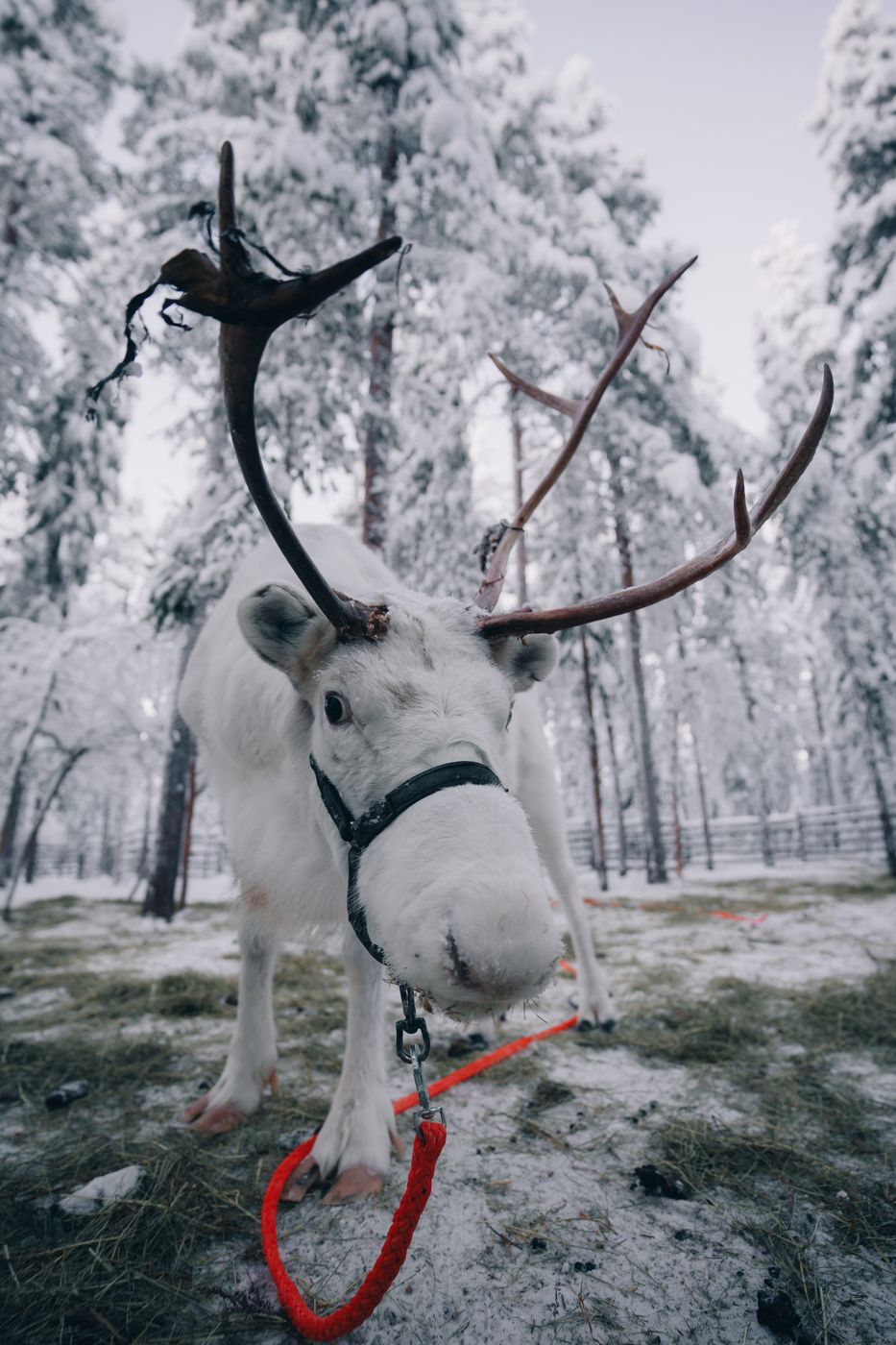 Deers in Levi, Finland