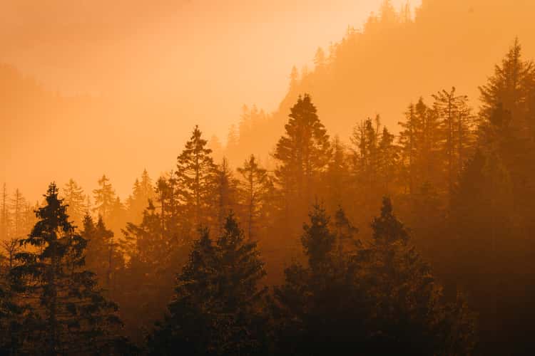 Feldberg, Black Forest