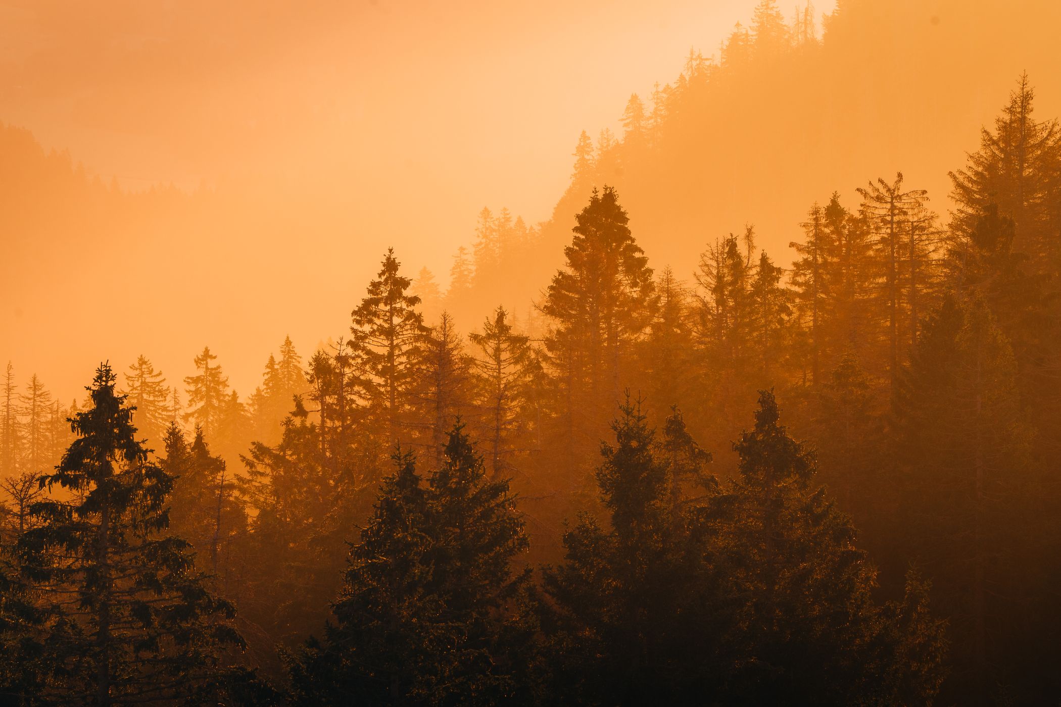 Feldberg, Black Forest, Germany