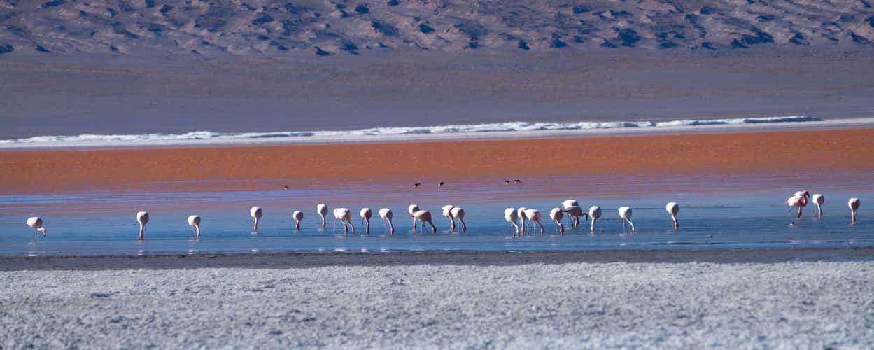 Flamingos at Laguna Colorada