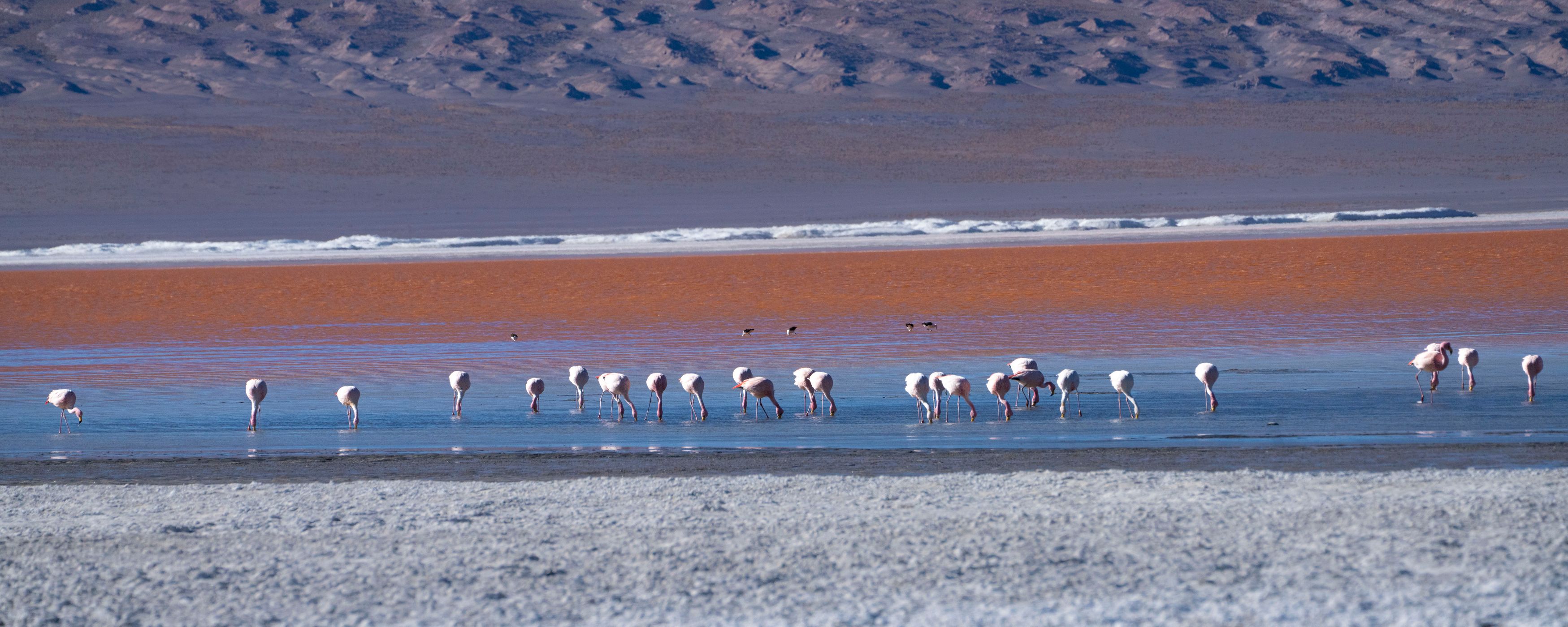 Flamingos at Laguna Colorada, Bolivia