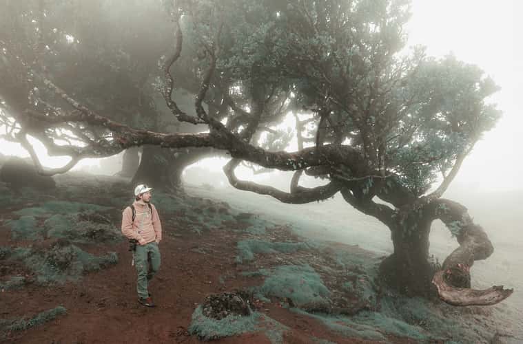 Fog Forest Fanal, Madeira