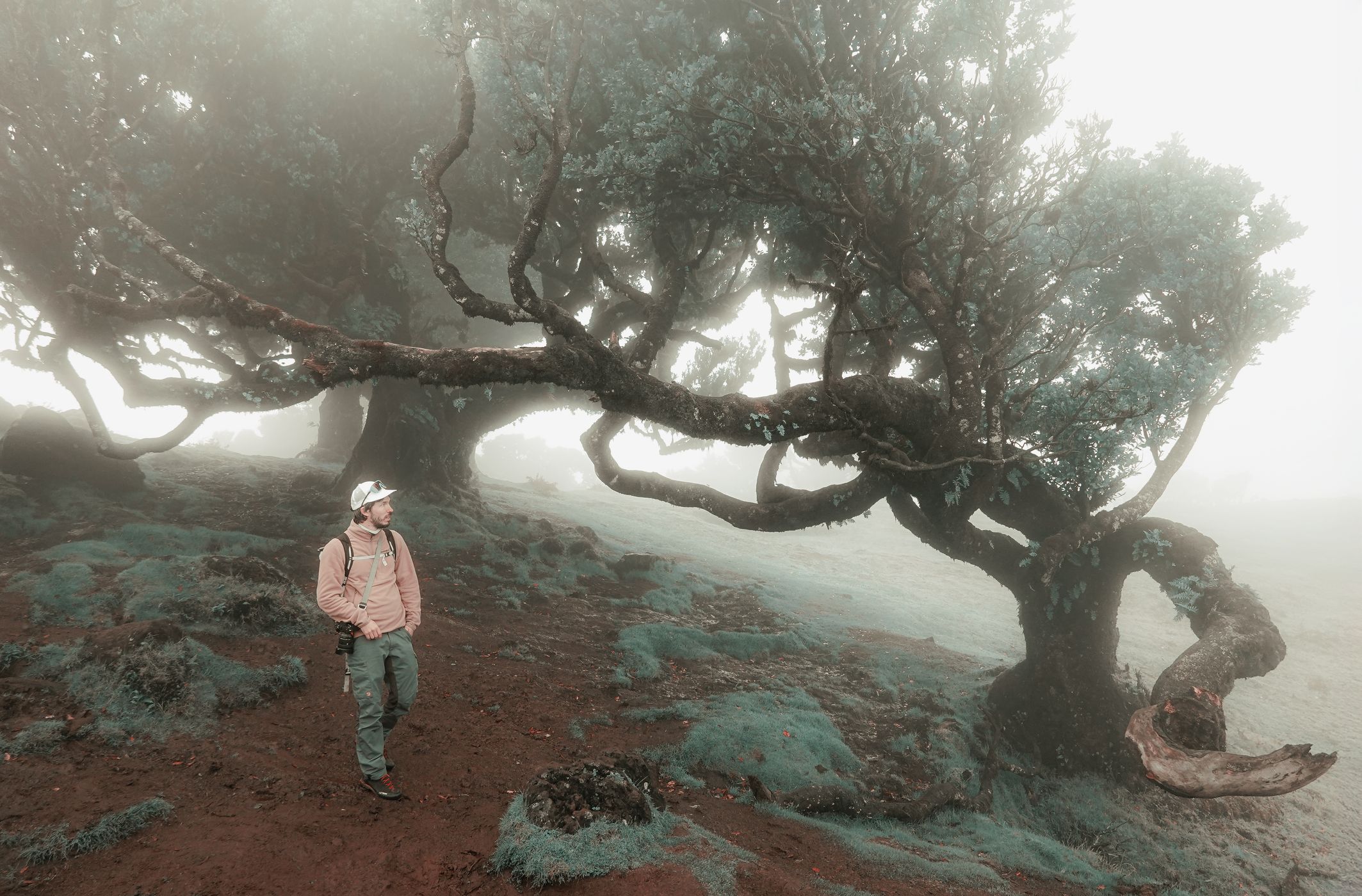 Fog Forest Fanal, Madeira, Portugal