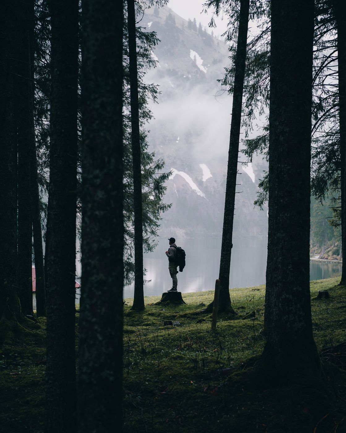 Forest at the Vilsalpsee, Austria
