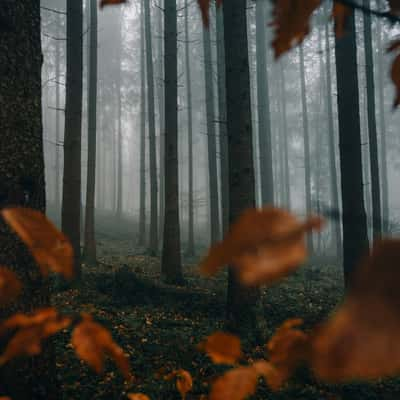 Forest in Altenstadt, Germany