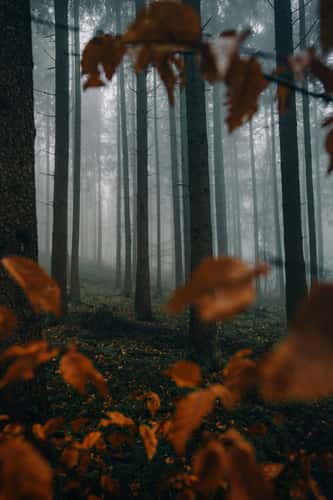 Forest in Altenstadt