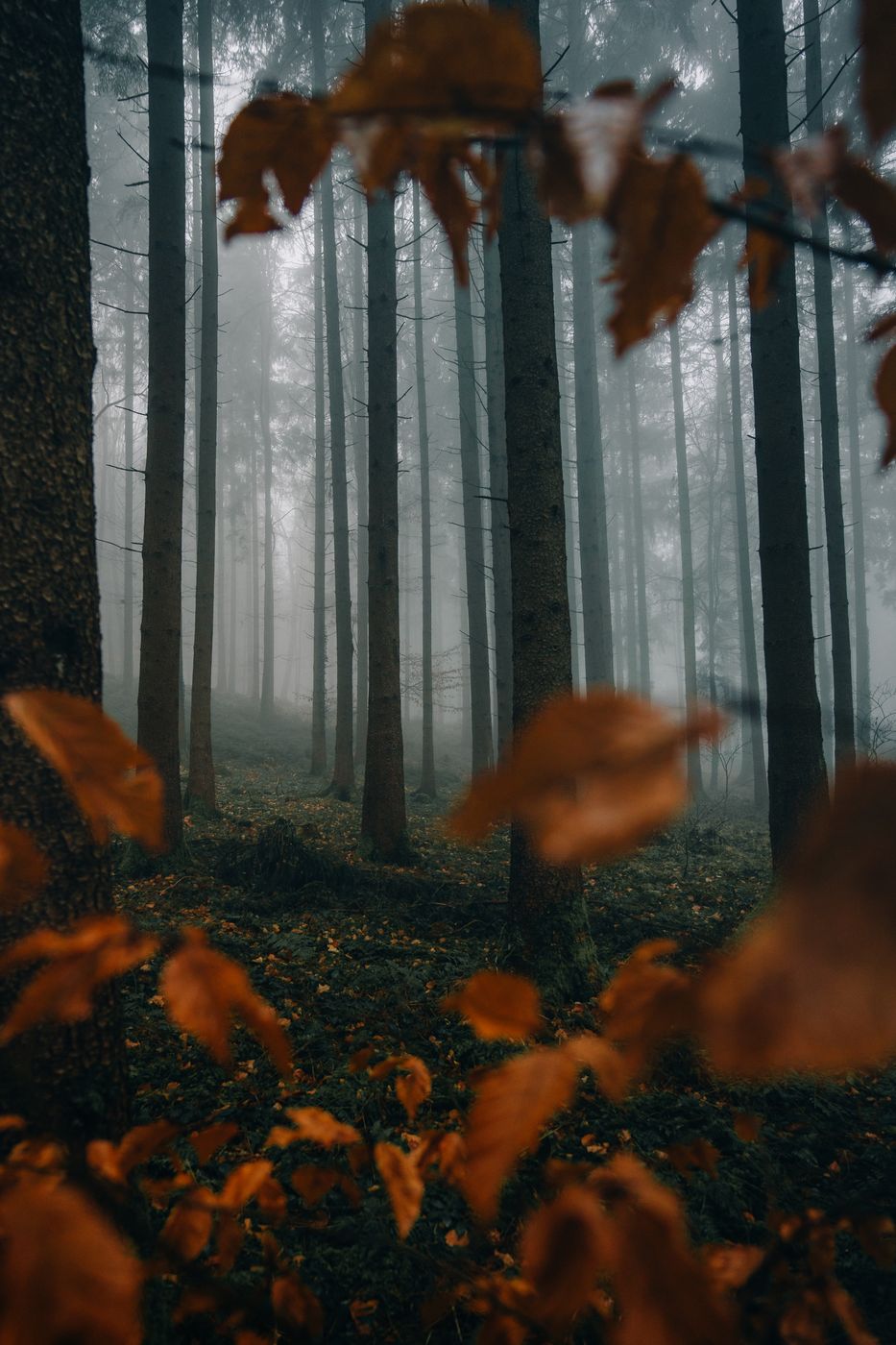 Forest in Altenstadt, Germany