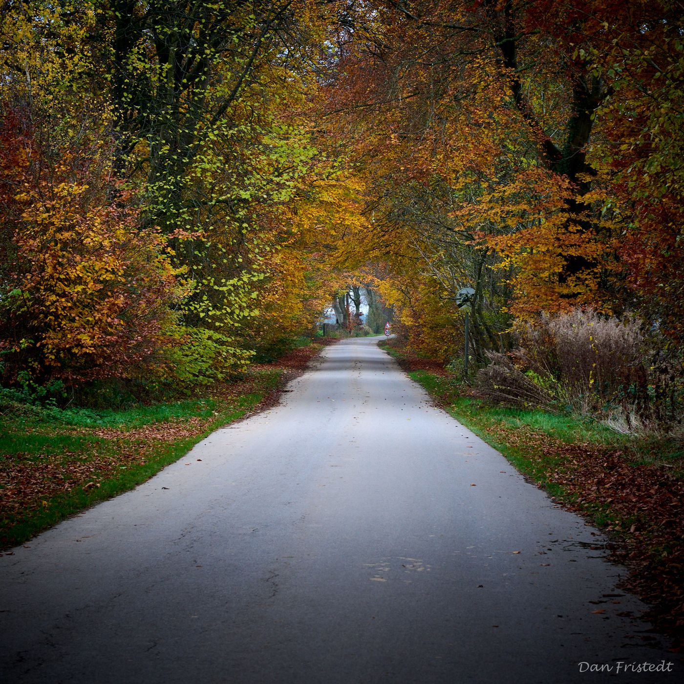 Forest shoot with lingering road, Belgium