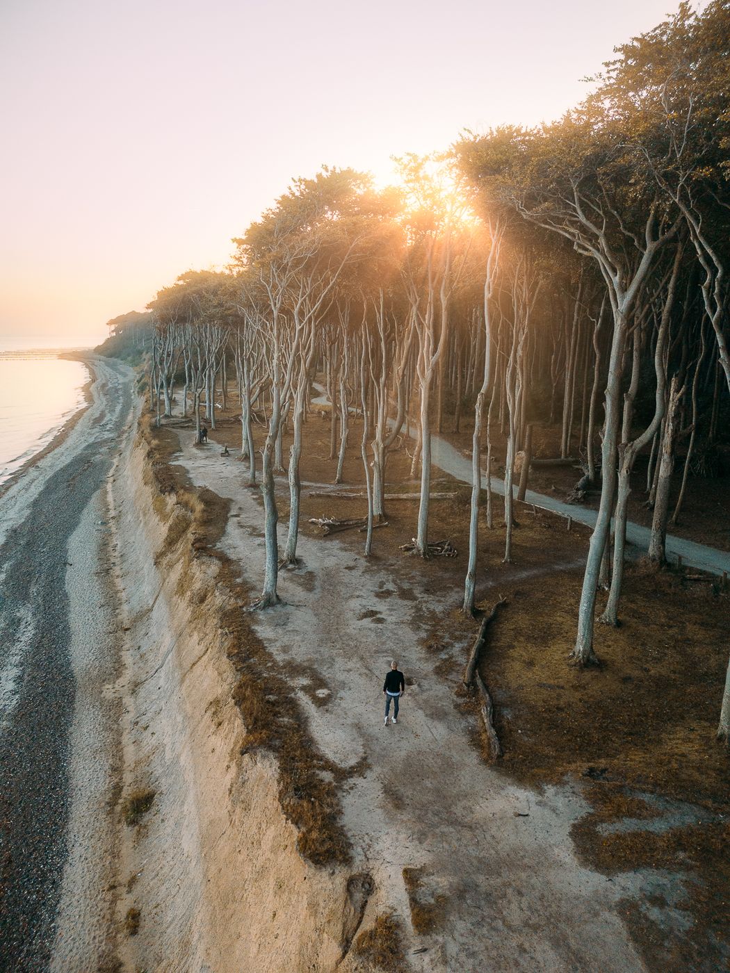 Gespensterwald 'Ghost Forest' (Drone), Germany