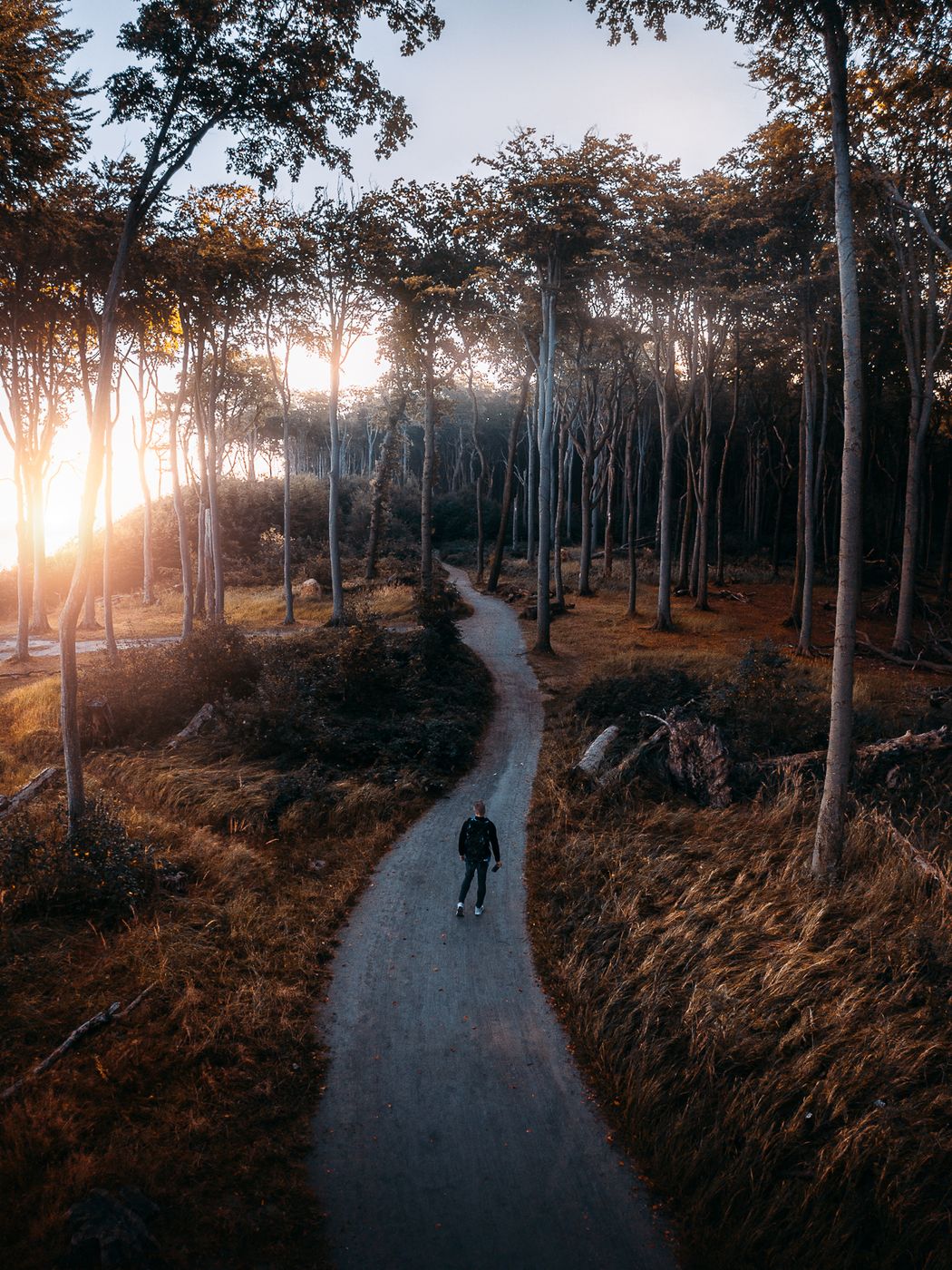 Gespensterwald 'Ghost Forest' (Drone), Germany