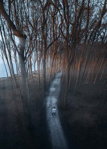Gespensterwald 'Ghost Forest' (Drone)