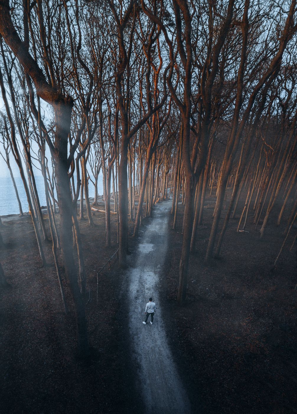 Gespensterwald 'Ghost Forest' (Drone), Germany