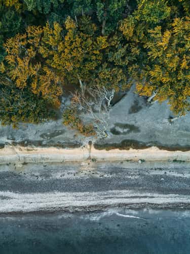 Gespensterwald 'Ghost Forest' (Drone)