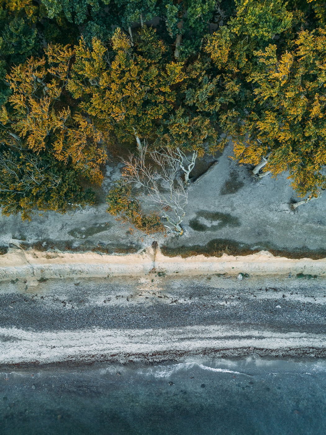Gespensterwald 'Ghost Forest' (Drone), Germany