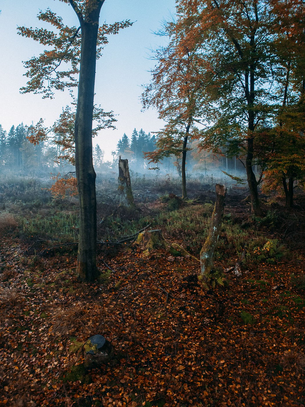 Hahneklee Forest, Germany