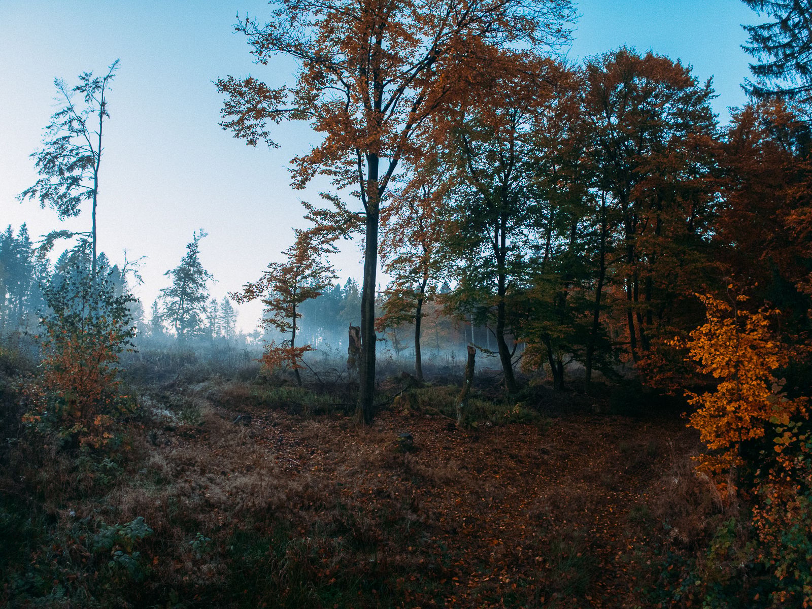 Hahneklee Forest, Germany