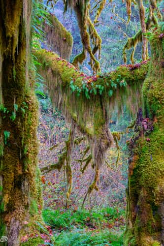 Hall of Mosses