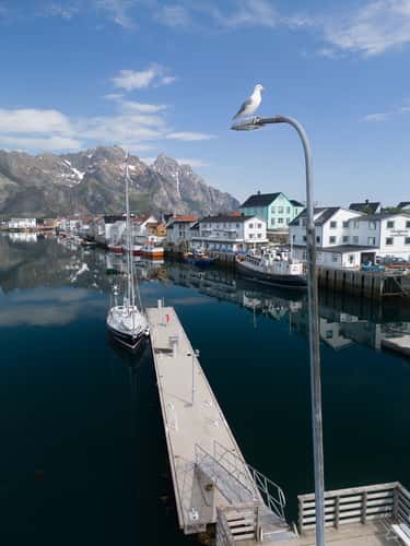 Henningsvær Harbor (Drone)