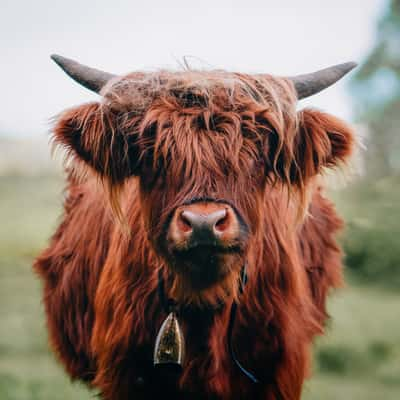 Highland cows, Germany