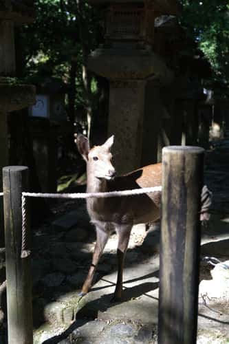 Kasuga-Taisha Shinto-Shrine