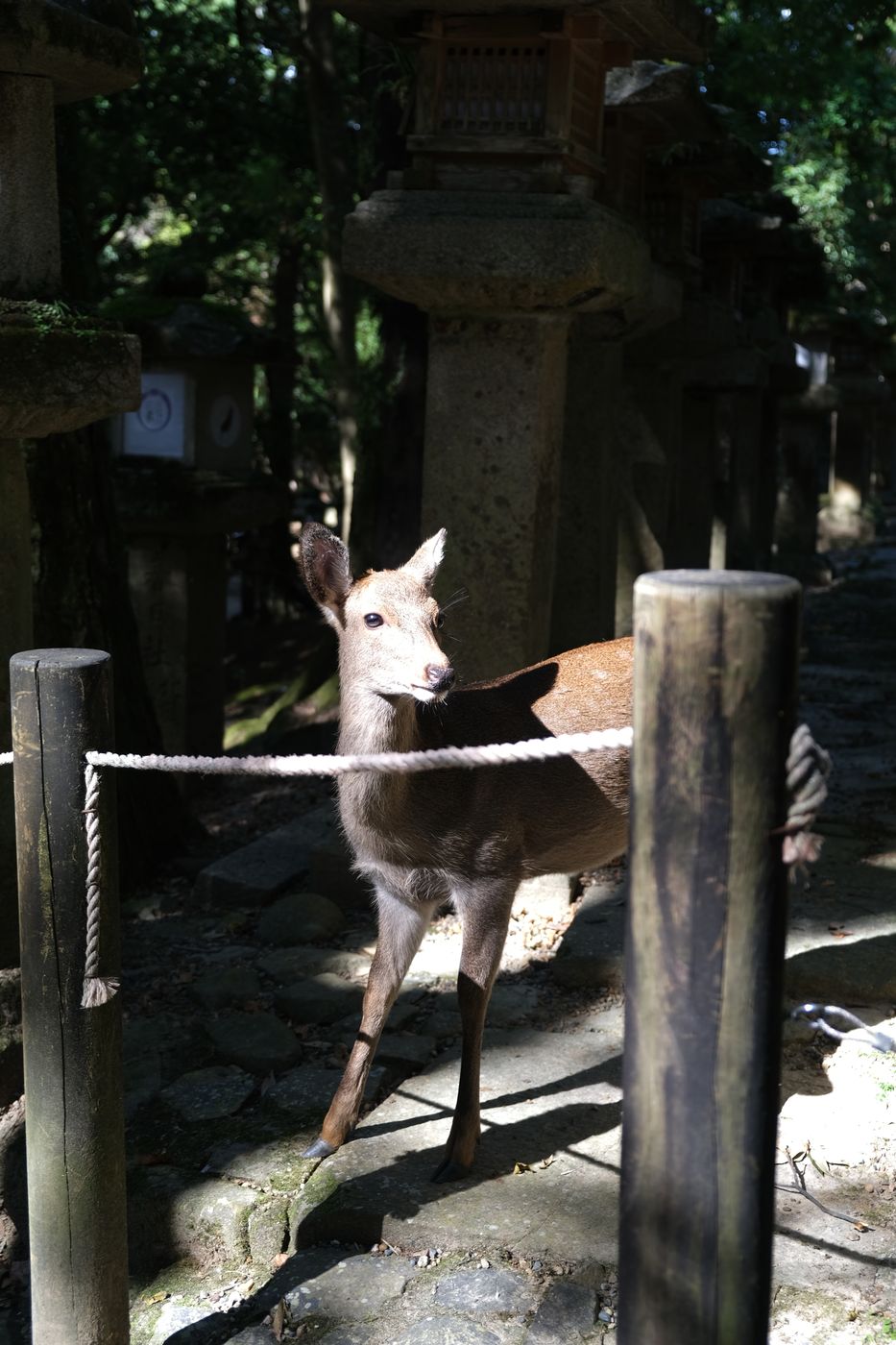Kasuga-Taisha Shinto-Shrine, Japan