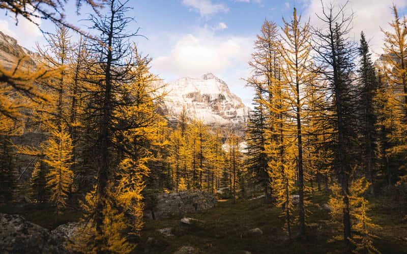 Larch Tree Valley, Lake O´hara