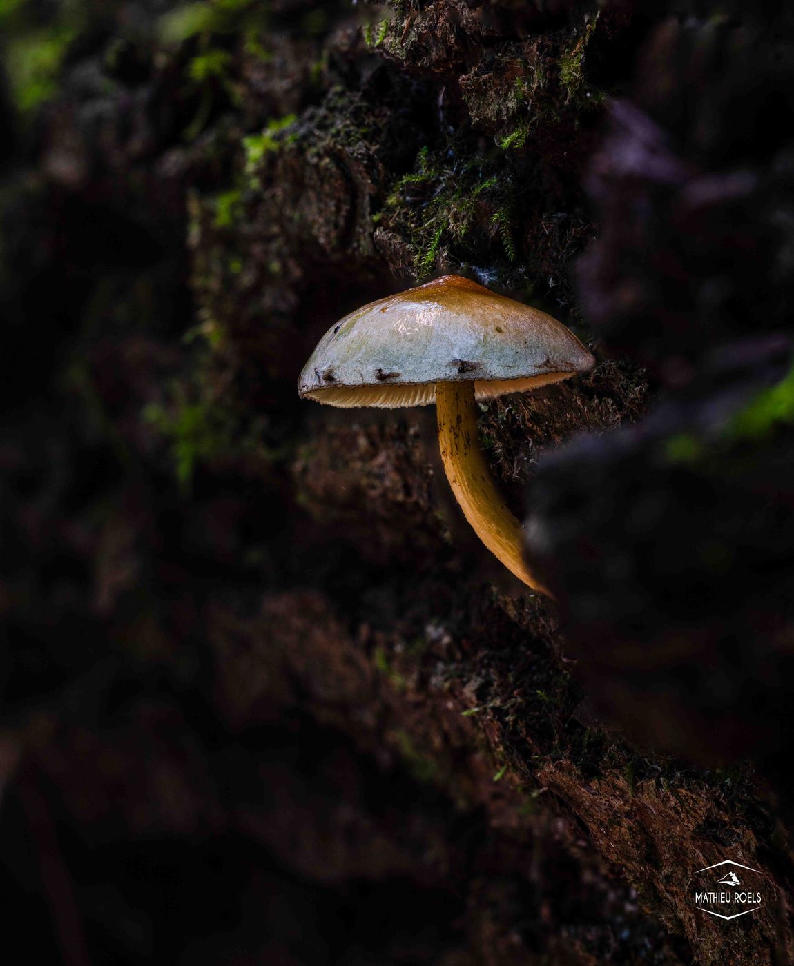 Light painted mushroom, Belgium